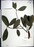 中文名:九重吹(S001484)學名:Ficus nervosa Heyne ex Roth.(S001484)中文別名:九丁樹英文名:Mountain Fig