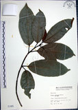 中文名:九重吹(S001485)學名:Ficus nervosa Heyne ex Roth.(S001485)中文別名:九丁樹英文名:Mountain Fig