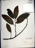 中文名:九重吹(S002739)學名:Ficus nervosa Heyne ex Roth.(S002739)中文別名:九丁樹英文名:Mountain Fig