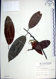 中文名:九重吹(S005134)學名:Ficus nervosa Heyne ex Roth.(S005134)中文別名:九丁樹英文名:Mountain Fig