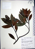中文名:九重吹(S014063)學名:Ficus nervosa Heyne ex Roth.(S014063)中文別名:九丁樹英文名:Mountain Fig