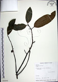 中文名:九重吹(S016056)學名:Ficus nervosa Heyne ex Roth.(S016056)中文別名:九丁樹英文名:Mountain Fig