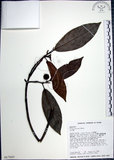 中文名:九重吹(S017507)學名:Ficus nervosa Heyne ex Roth.(S017507)中文別名:九丁樹英文名:Mountain Fig