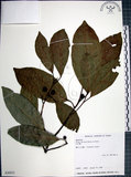 中文名:九重吹(S030553)學名:Ficus nervosa Heyne ex Roth.(S030553)中文別名:九丁樹英文名:Mountain Fig