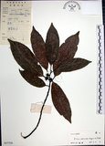 中文名:九重吹(S037729)學名:Ficus nervosa Heyne ex Roth.(S037729)中文別名:九丁樹英文名:Mountain Fig