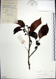 中文名:九重吹(S037872)學名:Ficus nervosa Heyne ex Roth.(S037872)中文別名:九丁樹英文名:Mountain Fig