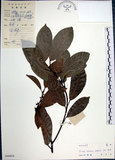 中文名:九重吹(S044854)學名:Ficus nervosa Heyne ex Roth.(S044854)中文別名:九丁樹英文名:Mountain Fig