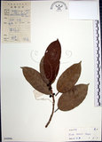 中文名:九重吹(S044996)學名:Ficus nervosa Heyne ex Roth.(S044996)中文別名:九丁樹英文名:Mountain Fig