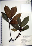 中文名:九重吹(S051390)學名:Ficus nervosa Heyne ex Roth.(S051390)中文別名:九丁樹英文名:Mountain Fig