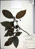 中文名:九重吹(S054503)學名:Ficus nervosa Heyne ex Roth.(S054503)中文別名:九丁樹英文名:Mountain Fig