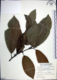 中文名:九重吹(S062347)學名:Ficus nervosa Heyne ex Roth.(S062347)中文別名:九丁樹英文名:Mountain Fig