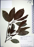 中文名:九重吹(S063700)學名:Ficus nervosa Heyne ex Roth.(S063700)中文別名:九丁樹英文名:Mountain Fig