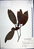 中文名:九重吹(S063990)學名:Ficus nervosa Heyne ex Roth.(S063990)中文別名:九丁樹英文名:Mountain Fig