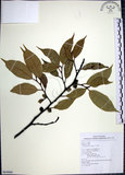 中文名:九重吹(S064860)學名:Ficus nervosa Heyne ex Roth.(S064860)中文別名:九丁樹英文名:Mountain Fig