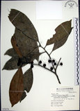 中文名:九重吹(S070176)學名:Ficus nervosa Heyne ex Roth.(S070176)中文別名:九丁樹英文名:Mountain Fig