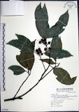 中文名:九重吹(S072943)學名:Ficus nervosa Heyne ex Roth.(S072943)中文別名:九丁樹英文名:Mountain Fig