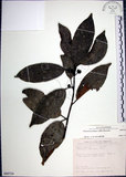 中文名:九重吹(S089724)學名:Ficus nervosa Heyne ex Roth.(S089724)中文別名:九丁樹英文名:Mountain Fig