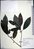 中文名:九重吹(S090358)學名:Ficus nervosa Heyne ex Roth.(S090358)中文別名:九丁樹英文名:Mountain Fig