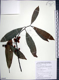 中文名:九重吹(S090669)學名:Ficus nervosa Heyne ex Roth.(S090669)中文別名:九丁樹英文名:Mountain Fig