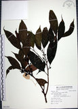 中文名:九重吹(S091244)學名:Ficus nervosa Heyne ex Roth.(S091244)中文別名:九丁樹英文名:Mountain Fig
