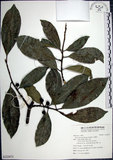 中文名:九重吹(S122071)學名:Ficus nervosa Heyne ex Roth.(S122071)中文別名:九丁樹英文名:Mountain Fig