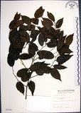 中文名:光果翼核木(S005504)學名:Ventilago leiocarpa Benth.(S005504)英文名:Snpoth-fruited Ventilago