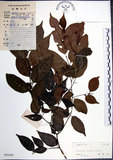 中文名:光果翼核木(S041639)學名:Ventilago leiocarpa Benth.(S041639)英文名:Snpoth-fruited Ventilago