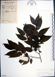中文名:光果翼核木(S045981)學名:Ventilago leiocarpa Benth.(S045981)英文名:Snpoth-fruited Ventilago