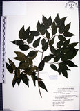 中文名:光果翼核木(S054307)學名:Ventilago leiocarpa Benth.(S054307)英文名:Snpoth-fruited Ventilago
