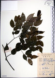 中文名:光果翼核木(S084464)學名:Ventilago leiocarpa Benth.(S084464)英文名:Snpoth-fruited Ventilago