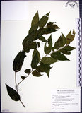 中文名:光果翼核木(S097373)學名:Ventilago leiocarpa Benth.(S097373)英文名:Snpoth-fruited Ventilago