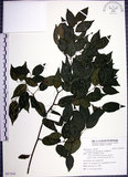 中文名:光果翼核木(S097410)學名:Ventilago leiocarpa Benth.(S097410)英文名:Snpoth-fruited Ventilago