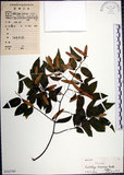 中文名:光果翼核木(S102789)學名:Ventilago leiocarpa Benth.(S102789)英文名:Snpoth-fruited Ventilago