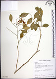中文名:月橘(S013383)學名:Murraya paniculata (L.) Jack.(S013383)英文名:Common Jasmin Orange