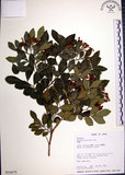 中文名:月橘(S016675)學名:Murraya paniculata (L.) Jack.(S016675)英文名:Common Jasmin Orange