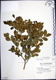 中文名:月橘(S017823)學名:Murraya paniculata (L.) Jack.(S017823)英文名:Common Jasmin Orange