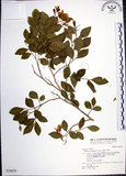 中文名:月橘(S030670)學名:Murraya paniculata (L.) Jack.(S030670)英文名:Common Jasmin Orange