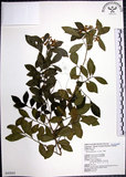 中文名:月橘(S043025)學名:Murraya paniculata (L.) Jack.(S043025)英文名:Common Jasmin Orange
