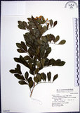 中文名:月橘(S048418)學名:Murraya paniculata (L.) Jack.(S048418)英文名:Common Jasmin Orange