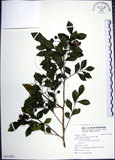 中文名:月橘(S121885)學名:Murraya paniculata (L.) Jack.(S121885)英文名:Common Jasmin Orange