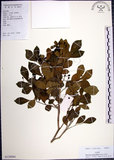 中文名:月橘(S129094)學名:Murraya paniculata (L.) Jack.(S129094)英文名:Common Jasmin Orange