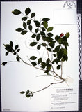 中文名:月橘(S131933)學名:Murraya paniculata (L.) Jack.(S131933)英文名:Common Jasmin Orange