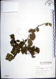 中文名:烏柑仔(S001950)學名:Severinia buxifolia (Poir.) Tenore(S001950)英文名:Chinese Boxorange