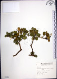 中文名:烏柑仔(S001951)學名:Severinia buxifolia (Poir.) Tenore(S001951)英文名:Chinese Boxorange