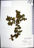中文名:烏柑仔(S006516)學名:Severinia buxifolia (Poir.) Tenore(S006516)英文名:Chinese Boxorange