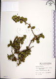 中文名:烏柑仔(S006517)學名:Severinia buxifolia (Poir.) Tenore(S006517)英文名:Chinese Boxorange