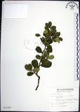 中文名:烏柑仔(S012392)學名:Severinia buxifolia (Poir.) Tenore(S012392)英文名:Chinese Boxorange