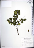 中文名:烏柑仔(S012393)學名:Severinia buxifolia (Poir.) Tenore(S012393)英文名:Chinese Boxorange