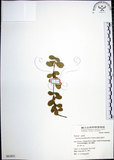 中文名:烏柑仔(S063851)學名:Severinia buxifolia (Poir.) Tenore(S063851)英文名:Chinese Boxorange