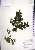 中文名:烏柑仔(S080014)學名:Severinia buxifolia (Poir.) Tenore(S080014)英文名:Chinese Boxorange